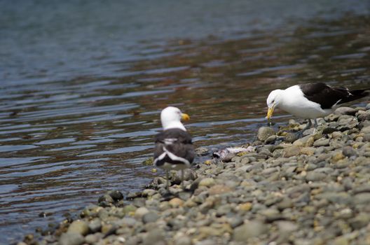 Kelp gull Larus dominicanus eating a fish. Angelmo. Puerto Montt. Los Lagos Region. Chile.