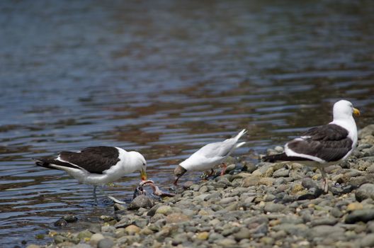 Brown-hooded gull Chroicocephalus maculipennis and kelp gull Larus dominicanus eating a fish. Angelmo. Puerto Montt. Los Lagos Region. Chile.