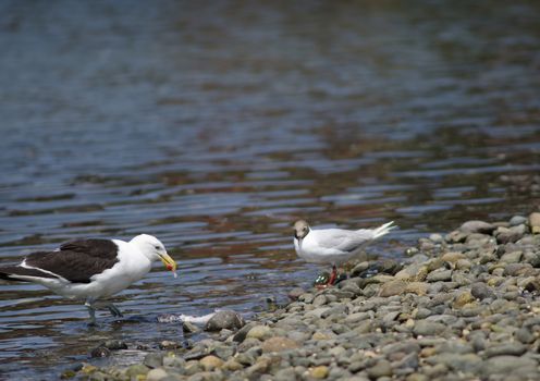 Brown-hooded gull Chroicocephalus maculipennis and kelp gull Larus dominicanus left eating a fish. Angelmo. Puerto Montt. Los Lagos Region. Chile.