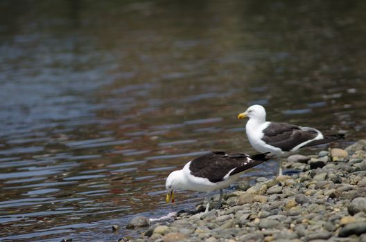 Kelp gull Larus dominicanus eating a fish. Angelmo. Puerto Montt. Los Lagos Region. Chile.