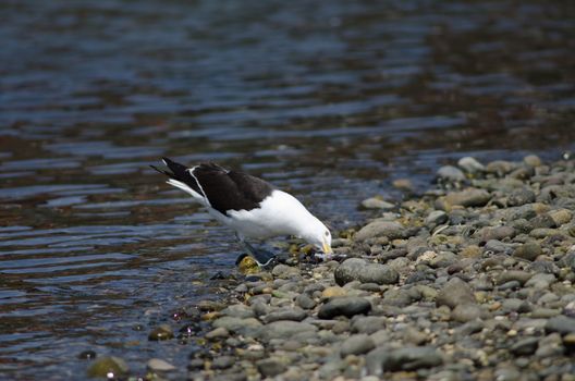 Kelp gull Larus dominicanus eating a fish. Angelmo. Puerto Montt. Los Lagos Region. Chile.