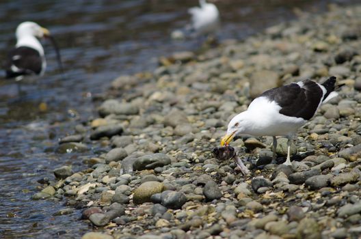 Kelp gull Larus dominicanus eating the remains of a fish. Angelmo. Puerto Montt. Los Lagos Region. Chile.