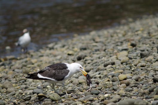 Kelp gull Larus dominicanus eating the remains of a fish. Angelmo. Puerto Montt. Los Lagos Region. Chile.