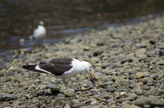 Kelp gull Larus dominicanus swallowing the remains of a fish. Angelmo. Puerto Montt. Los Lagos Region. Chile.