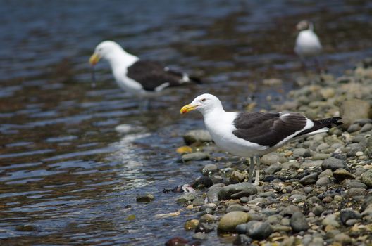 Kelp gull Larus dominicanus in the coast. Angelmo. Puerto Montt. Los Lagos Region. Chile.