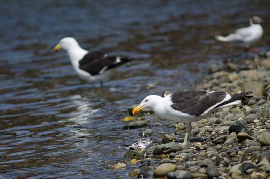 Kelp gull Larus dominicanus eating a fish. Angelmo. Puerto Montt. Los Lagos Region. Chile.