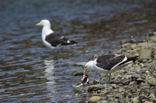 Kelp gull Larus dominicanus eating a fish. Angelmo. Puerto Montt. Los Lagos Region. Chile.