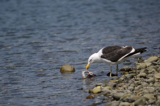 Kelp gull Larus dominicanus eating a fish. Angelmo. Puerto Montt. Los Lagos Region. Chile.