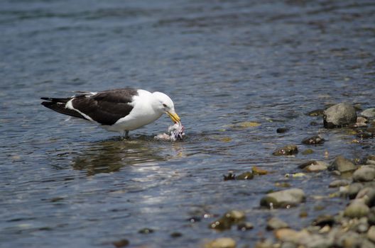 Kelp gull Larus dominicanus eating a fish. Angelmo. Puerto Montt. Los Lagos Region. Chile.