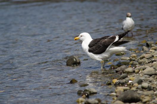 Kelp gull Larus dominicanus shaking its plumage. Angelmo. Puerto Montt. Los Lagos Region. Chile.