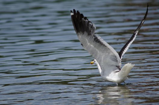 Kelp gull Larus dominicanus taking flight. Angelmo. Puerto Montt. Los Lagos Region. Chile.