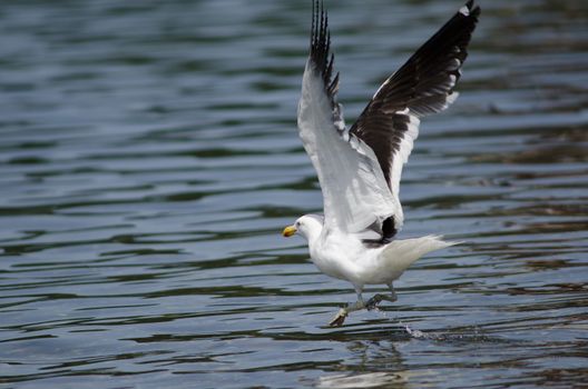 Kelp gull Larus dominicanus taking flight. Angelmo. Puerto Montt. Los Lagos Region. Chile.