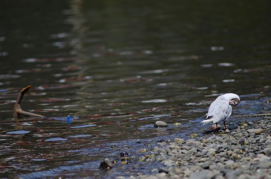 Brown-hooded gull Chroicocephalus maculipennis preening and anchor to the left. Angelmo. Puerto Montt. Los Lagos Region. Chile.