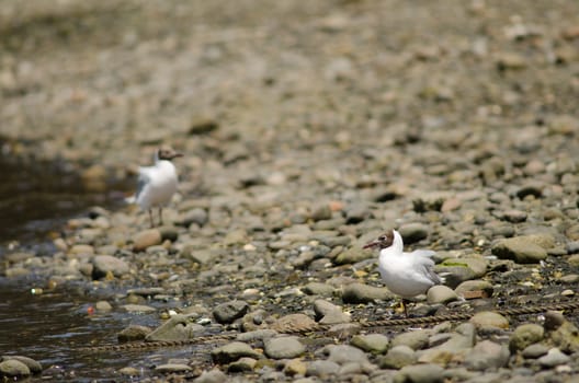 Brown-hooded gulls Chroicocephalus maculipennis in the coast. Angelmo. Puerto Montt. Los Lagos Region. Chile.