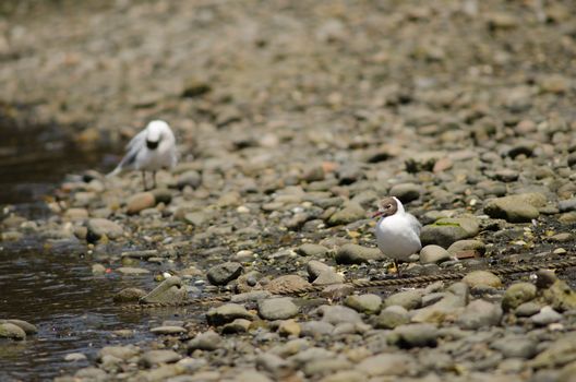 Brown-hooded gulls Chroicocephalus maculipennis in the coast. Angelmo. Puerto Montt. Los Lagos Region. Chile.