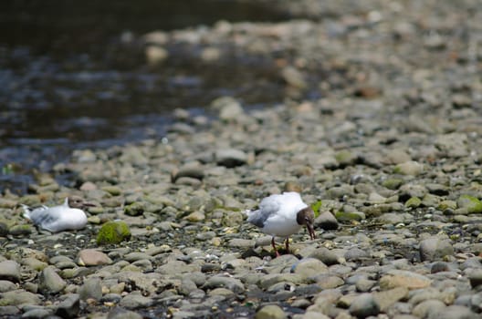 Brown-hooded gulls Chroicocephalus maculipennis in the coast. Angelmo. Puerto Montt. Los Lagos Region. Chile.