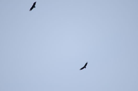 Andean black vultures Coragyps atratus foetens soaring. Angelmo. Puerto Montt. Los Lagos Region. Chile.
