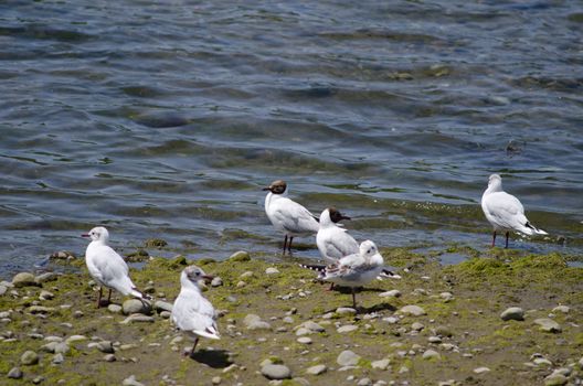 Adults and juveniles of brown-hooded gulls Chroicocephalus maculipennis. Angelmo. Puerto Montt. Los Lagos Region. Chile.