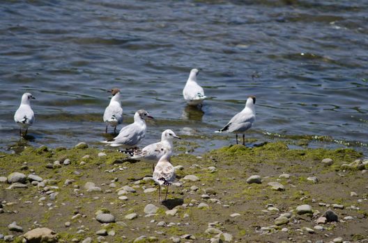 Adults and juveniles of brown-hooded gulls Chroicocephalus maculipennis. Angelmo. Puerto Montt. Los Lagos Region. Chile.