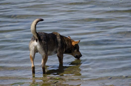 Dog Canis lupus familiaris drinking seawater. Angelmo. Puerto Montt. Los Lagos Region. Chile.