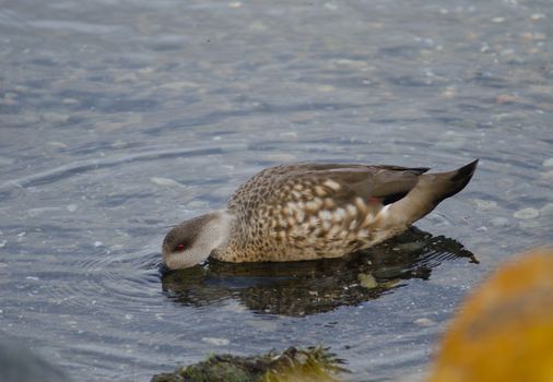 Patagonian crested duck Lophonetta specularioides specularioides feeding. Puerto Natales. Ultima Esperanza Province. Magallanes and Chilean Antarctic Region. Chile.