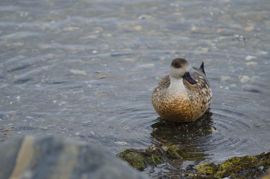 Patagonian crested duck Lophonetta specularioides specularioides calling. Puerto Natales. Ultima Esperanza Province. Magallanes and Chilean Antarctic Region. Chile.