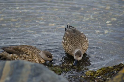 Patagonian crested ducks Lophonetta specularioides specularioides feeding. Puerto Natales. Ultima Esperanza Province. Magallanes and Chilean Antarctic Region. Chile.