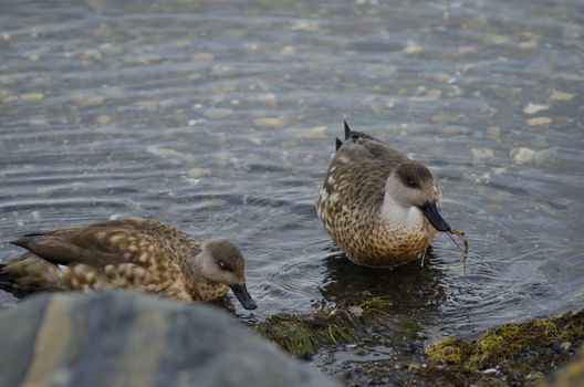 Patagonian crested ducks Lophonetta specularioides specularioides feeding on algae. Puerto Natales. Ultima Esperanza Province. Magallanes and Chilean Antarctic Region. Chile.