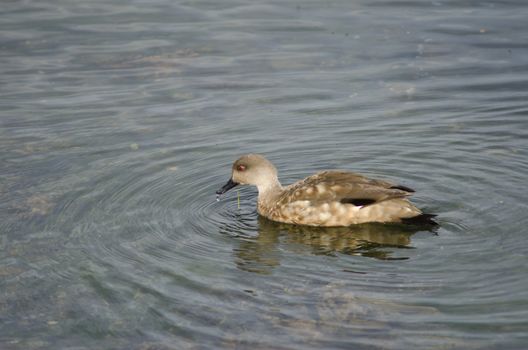 Patagonian crested duck Lophonetta specularioides specularioides feeding on algae. Puerto Natales. Ultima Esperanza Province. Magallanes and Chilean Antarctic Region. Chile.