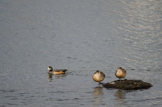 Male Chiloe wigeon Mareca sibilatrix to the left and Patagonian crested ducks Lophonetta specularioides specularioides to the right. Puerto Natales. Magallanes and Chilean Antarctic Region. Chile.