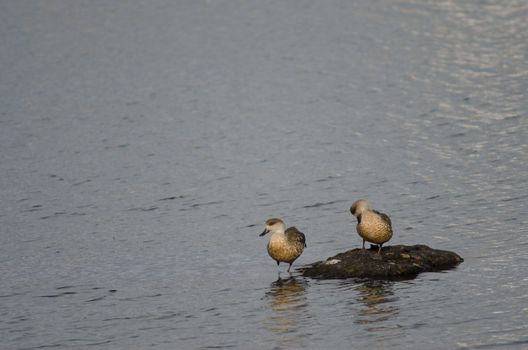 Patagonian crested ducks Lophonetta specularioides specularioides. Puerto Natales. Ultima Esperanza Province. Magallanes and Chilean Antarctic Region. Chile.