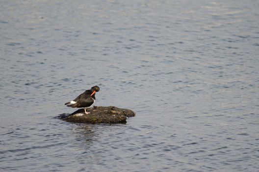 Magellanic oystercatcher Haematopus leucopodus preening. Puerto Natales. Ultima Esperanza Province. Magallanes and Chilean Antarctic Region. Chile.