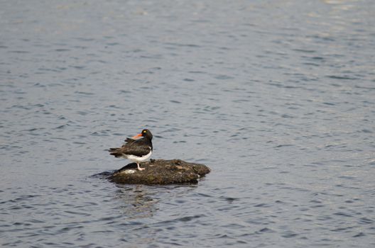 Magellanic oystercatcher Haematopus leucopodus preening. Puerto Natales. Ultima Esperanza Province. Magallanes and Chilean Antarctic Region. Chile.