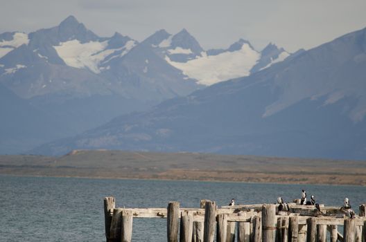 Imperial shags Leucocarbo atriceps perched on the stumps of a old jetty. Puerto Natales. Ultima Esperanza Province. Magallanes and Chilean Antarctic Region. Chile.