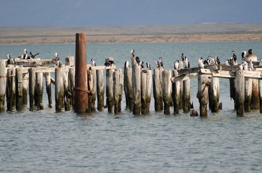 Imperial shags Leucocarbo atriceps perched on the stumps of a old jetty. Puerto Natales. Ultima Esperanza Province. Magallanes and Chilean Antarctic Region. Chile.