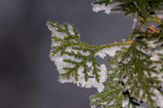 Rime snowy  and trees in the dense snowfall.