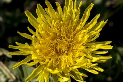 Dandelion or dumpling dumpling (Taraxacum officinale) in the garden. 