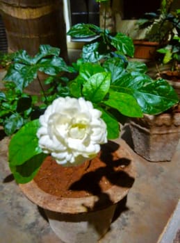 a white flower in a flower pot