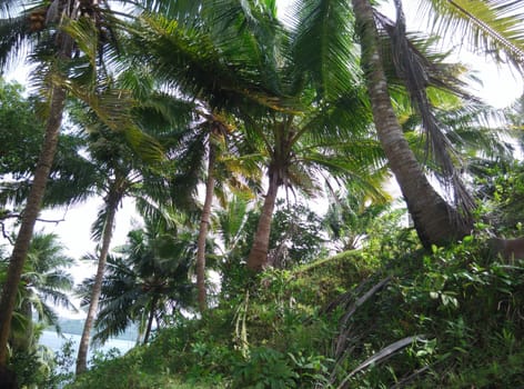 palm trees near the beach