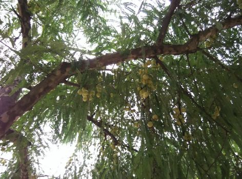 a lemon tree in pune