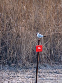 A seagull resting on a "fishing ban" signboard in a swamp in Italy in the winter season