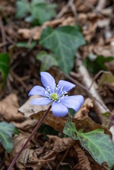 group of spontaneous flowers with lilac petals and white pistils from the geraniums family