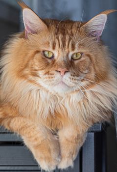 Purebred red Maine Coon cat at home, pet image