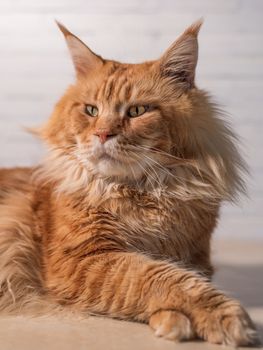 Purebred red Maine Coon cat lying on the floor at home, pet image