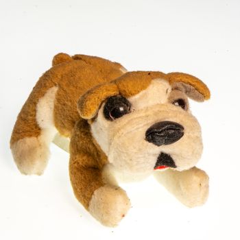 Miniature depicting an English Bulldog breed dog on a white background