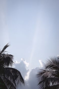 Coconut palm tree Silhouette back lit by dramatic sky in time of day summer sunset sunlight. Tropical beach canary islands atmospheric mood. Focus on foreground. Beauty in nature. Copy space on above.