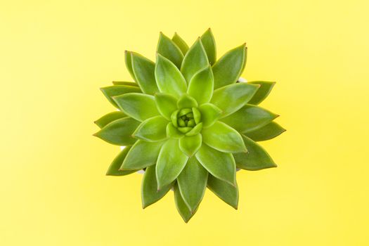 Trendy succulent Haworthia cymbiformis closeup on yellow background, copy space, flatly. For social media, poster, interior, blog, flower shop, packing overfilling. Home gardening concept. Horizontal.