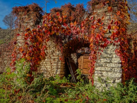 An old stone architecture covered entirely by red leaves.