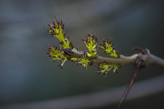 A macro image of a blooming tree branch waiting for the spring to come.