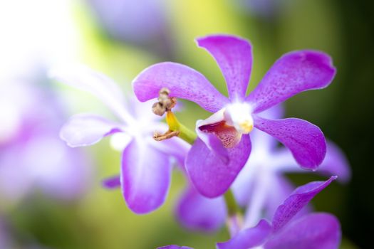 Beautiful blooming orchids in forest, On the bright sunshine